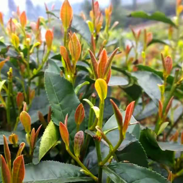 老川茶树