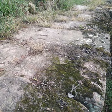 采茶古道